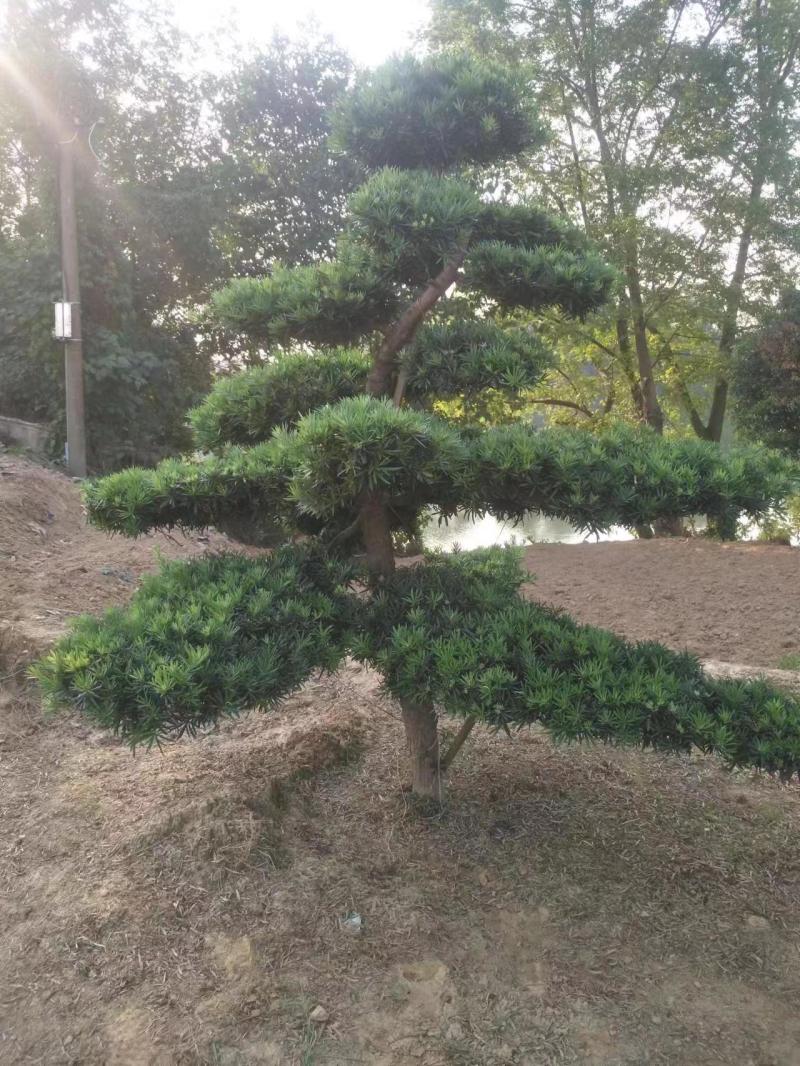 罗汉松，规格齐全，量大从优，基地直发，欢迎采购对接联系