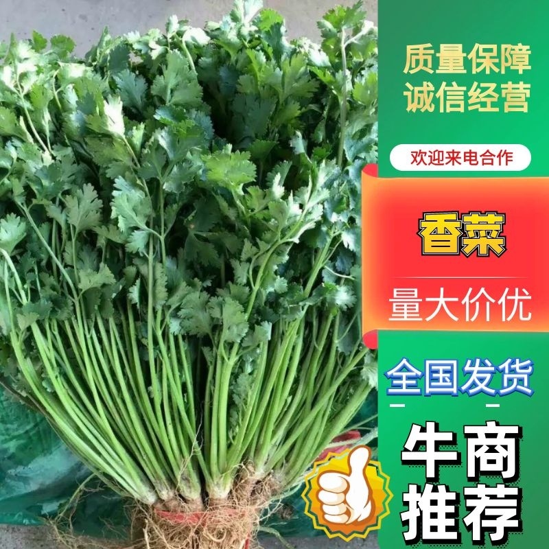 本地香菜大量供货中