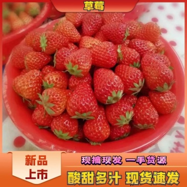 （草莓）当天采摘，酸甜可口，型视鸡心，但比鸡心大的多！