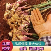 云南小黄姜湖南贵州山东二号特等姜大量上市欢迎咨询