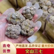 精品文山三七10头20头30头各种规格齐全产地直发品质保证