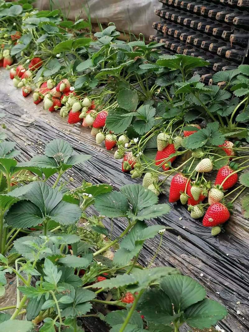 【草莓】河北正宗宁玉草莓京臧香大量上市现摘现发欢迎咨询