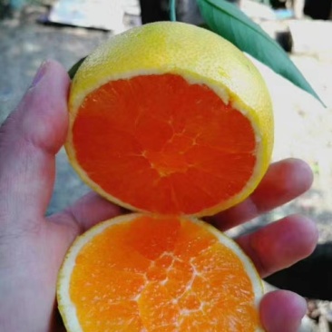 蜜橘湖北蜜桔柑桔皮薄多汁可视频看货欢迎咨询