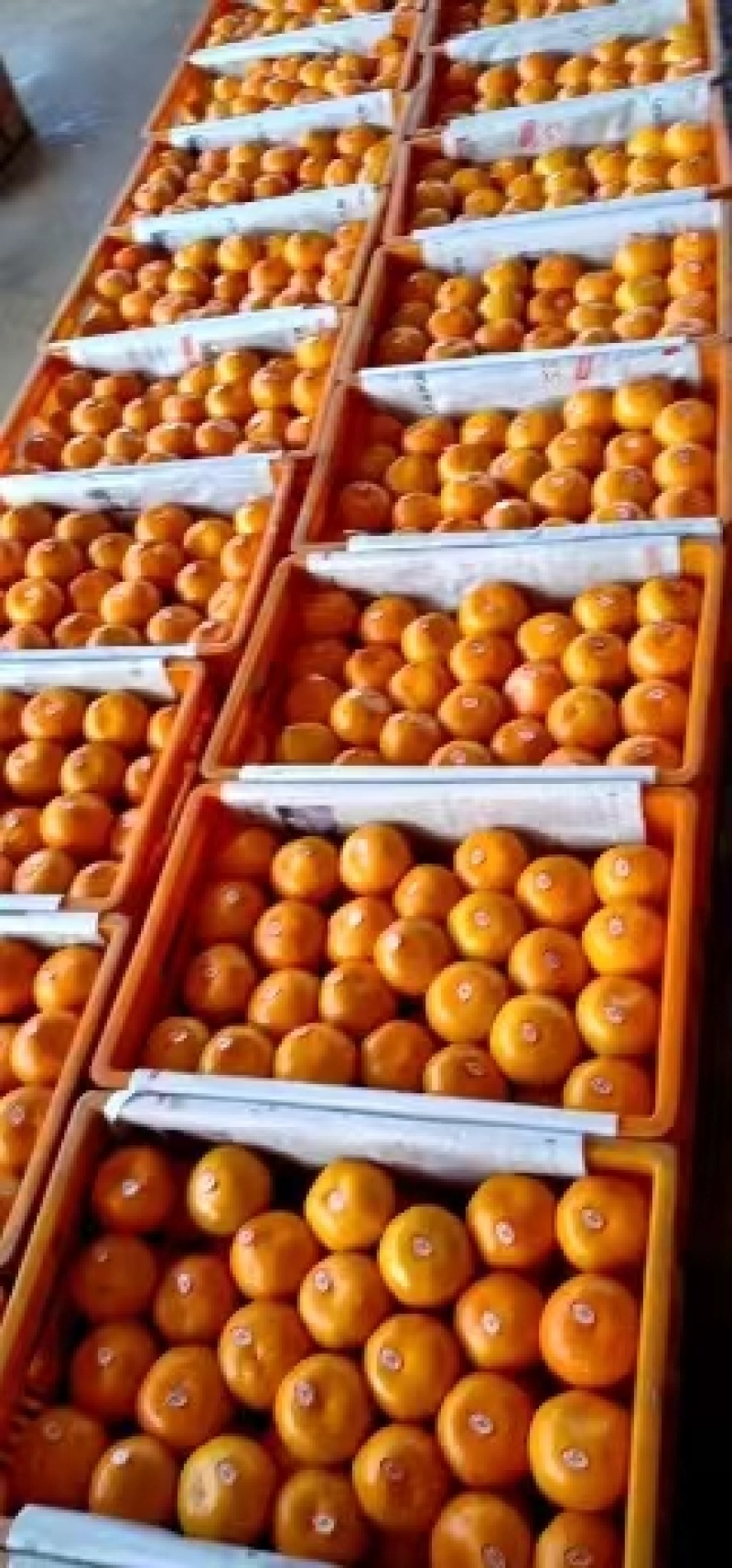 云南蜜桔高山早熟蜜橘果园直发品质保证欢迎咨询