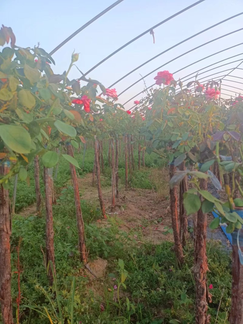 树桩月季用于公园绿化公路自己苗圃基地直供欢迎采购