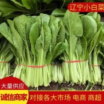 【白菜】辽宁小白菜大量供应保证品质可视频看货