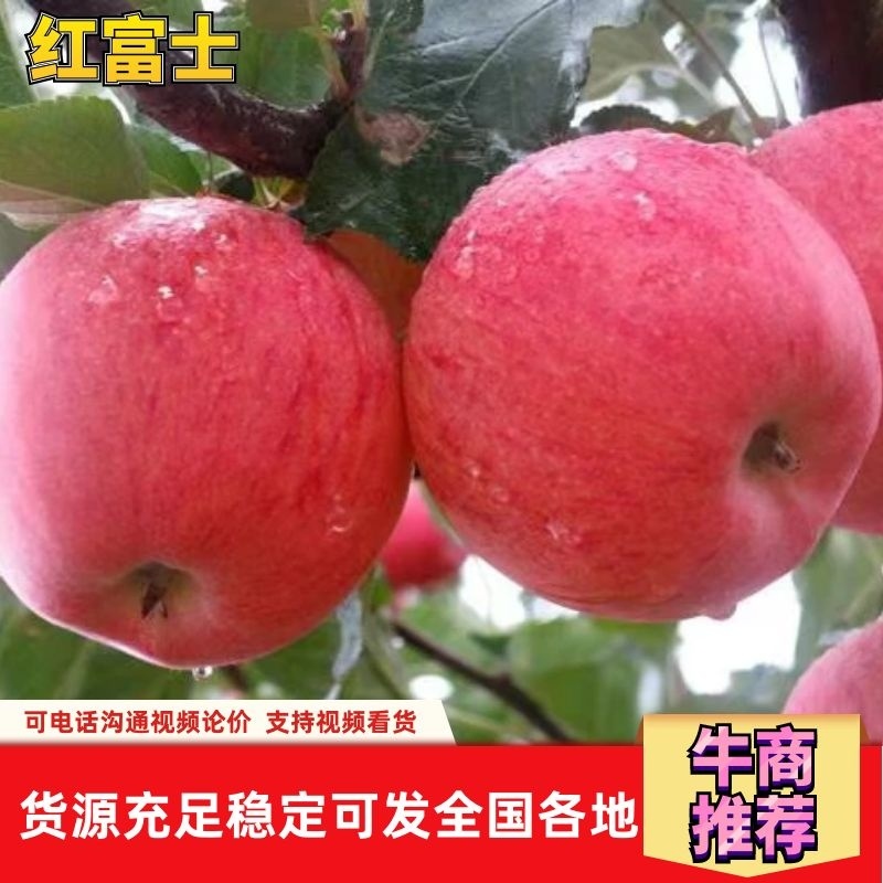 河北红富士苹果口感好高端产品对接全国市场欢迎咨询