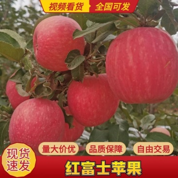 红富士苹果产地直发可对接各种市场欢迎咨询
