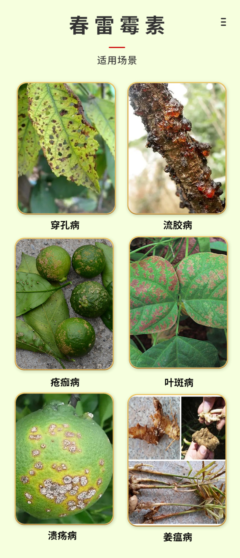 春雷霉素2%溃疡角斑疮痂根腐软腐青枯等细菌病害