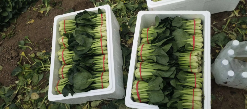 【白菜】辽宁小白菜大量供应保证品质可视频看货