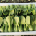 【白菜】辽宁小白菜大量供应保证品质可视频看货