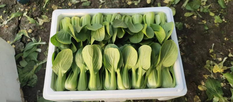 【白菜】辽宁小白菜大量供应保证品质可视频看货