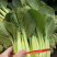 【白菜】辽宁小白菜大量供应保证品质可视频看货