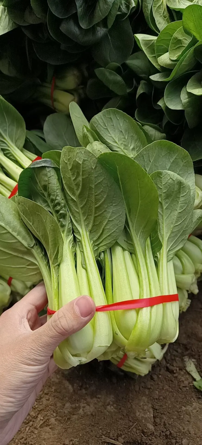 【白菜】辽宁小白菜大量供应保证品质可视频看货