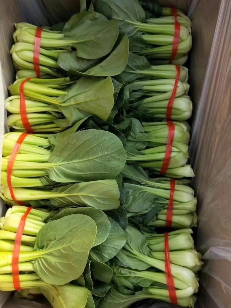 【白菜】辽宁小白菜大量供应保证品质可视频看货