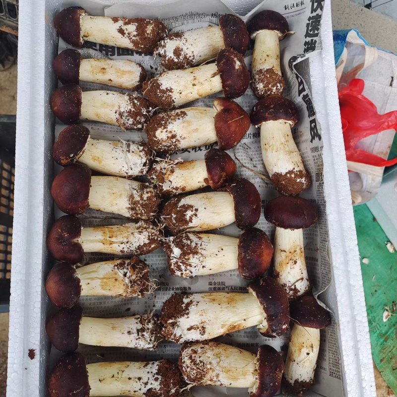 江西赤松茸新鲜上市，颗颗精品，味道香浓鲜美，产地直发欢迎咨询