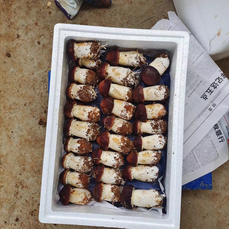 江西赤松茸新鲜上市，颗颗精品，味道香浓鲜美，产地直发欢迎咨询