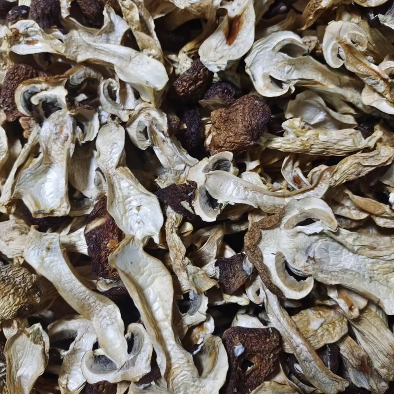 江西赤松茸新鲜上市，颗颗精品，味道香浓鲜美，产地直发欢迎咨询