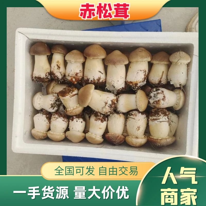 江西赤松茸新鲜上市，颗颗精品，味道香浓鲜美，产地直发欢迎咨询