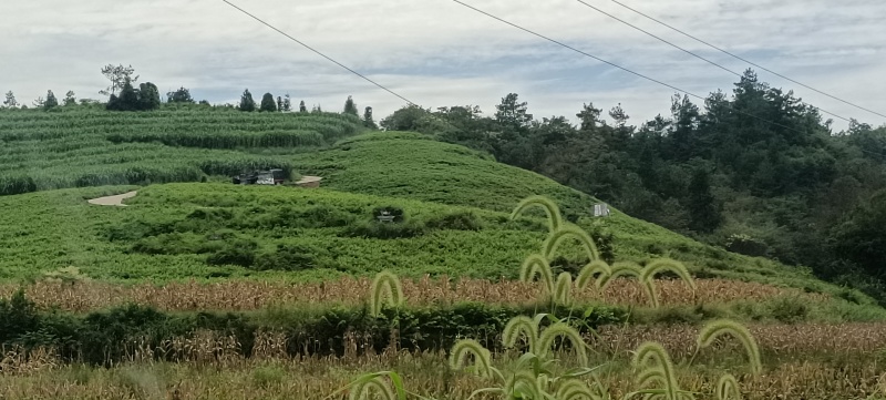 【热】湖南湘西永顺高山莓茶藤茶散装袋装礼盒优质