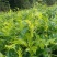 【热】湖南湘西永顺高山莓茶藤茶散装袋装礼盒优质