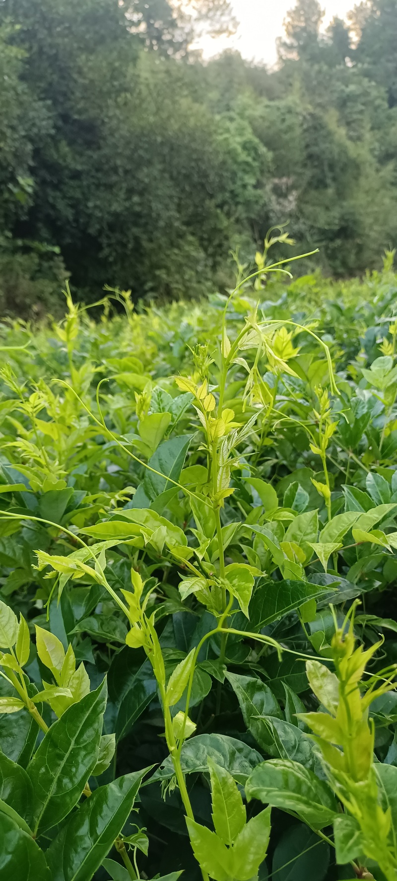 【热】湖南湘西永顺高山莓茶藤茶散装袋装礼盒优质