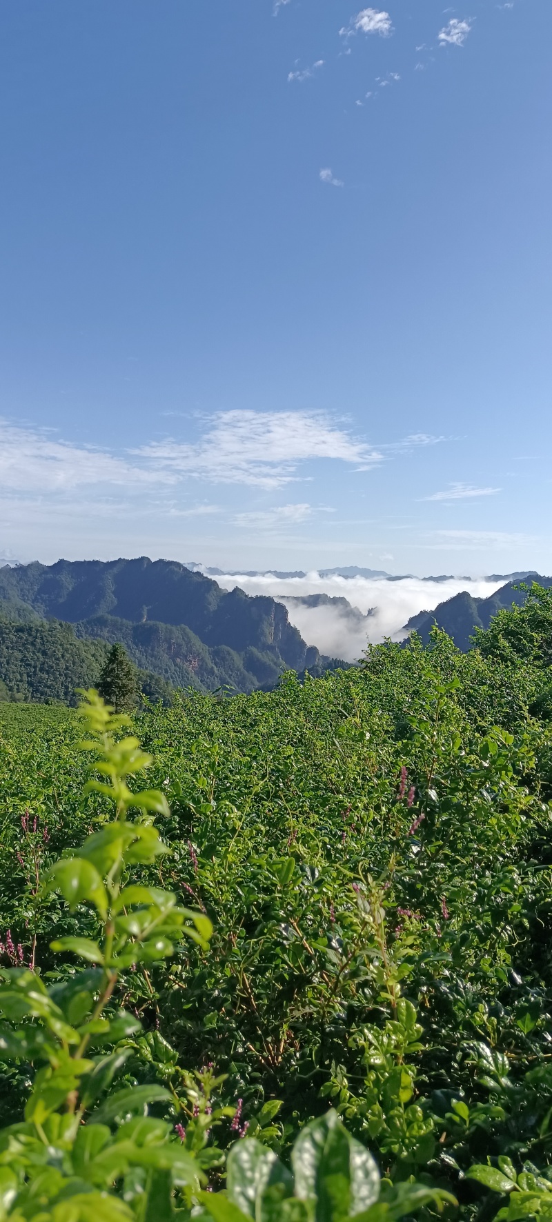 【热】湖南湘西永顺高山莓茶藤茶散装袋装礼盒优质