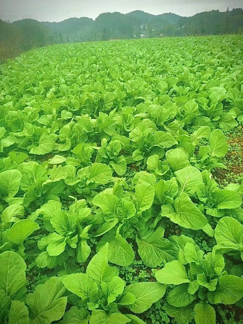 芥菜大量供应，产地直发，保质保量，欢迎各位老板前来选购
