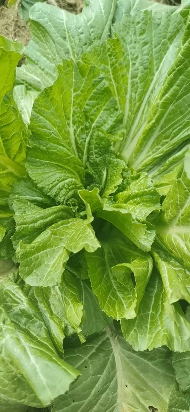 芥菜大量供应，产地直发，保质保量，欢迎各位老板前来选购