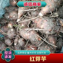 精品红芽芋，铅山红芽芋一手货源视频看货品质保证以质论价
