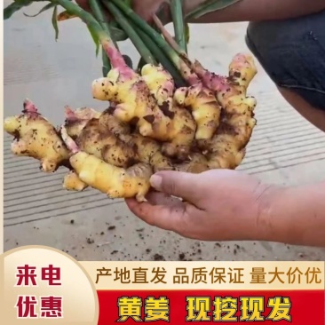 云南优质小黄姜耐储存味道可口产地直发货源充足欢迎来电咨询