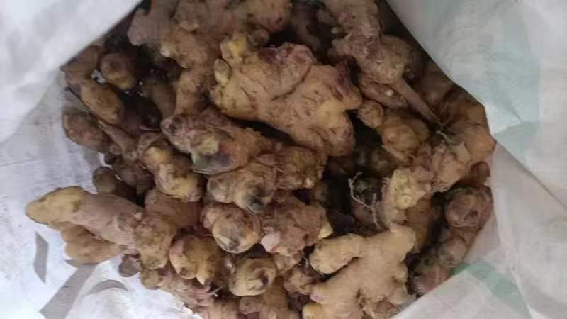 云南优质小黄姜耐储存味道可口产地直发货源充足欢迎来电咨询