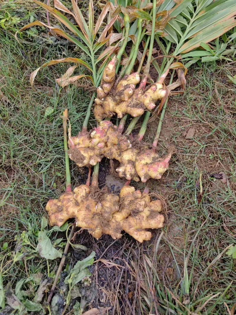 云南优质小黄姜耐储存味道可口产地直发货源充足欢迎来电咨询