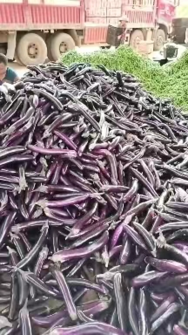 长紫茄大量上市中，质量好，对接批发市场，商超，电商