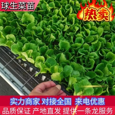 生菜苗球生菜苗苗圃直发提供技术可视频看货欢迎咨询