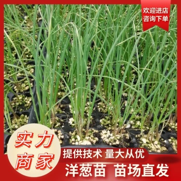 洋葱苗穴盘洋葱苗大量供应免费提供技术直发全国发货