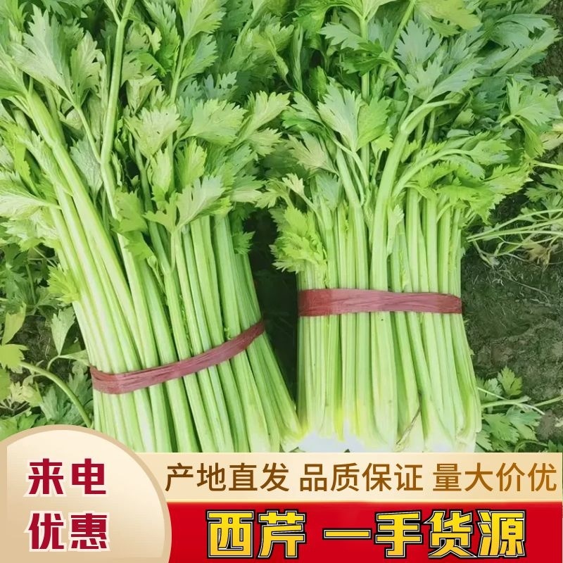 买家力荐河北邯郸永年本地西芹，高60厘米—75厘米，量大从优