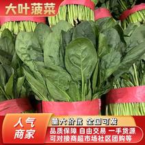 河北邯郸本地圆叶菠菜大量上市了，高度20厘米—25厘米
