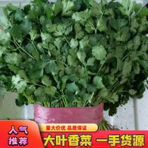 河北邯郸永年本地大叶香菜上市了，高度20厘米—25厘米，