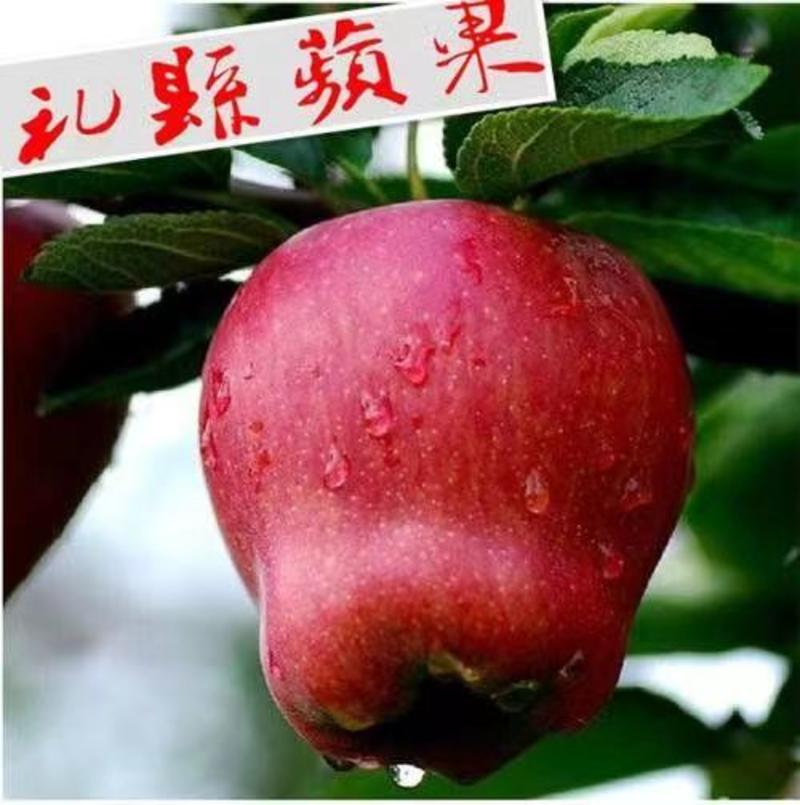 甘肃礼县精品-花牛苹果批发货源充足全国发货