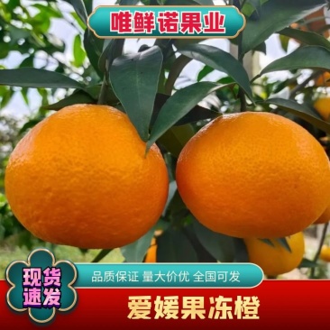 爱媛果冻橙源头直供外贸出口商超市场对接合作共赢