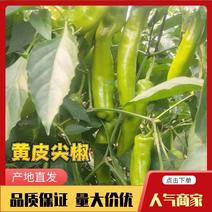 优选河北鲜辣椒大量现货产地直发保质保量供应全国市场