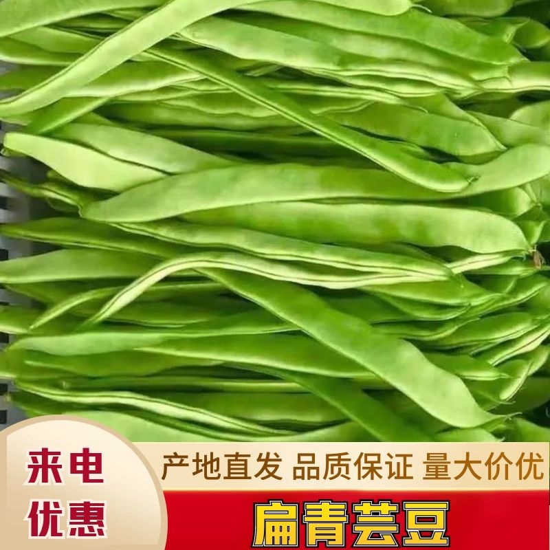 河北种植批发市场芸豆大量现货保质保量欢迎致电批发