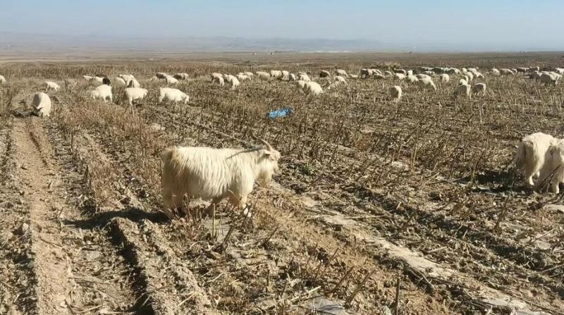 甘肃优质山羊出售可养殖可肉用品质保证产地直发