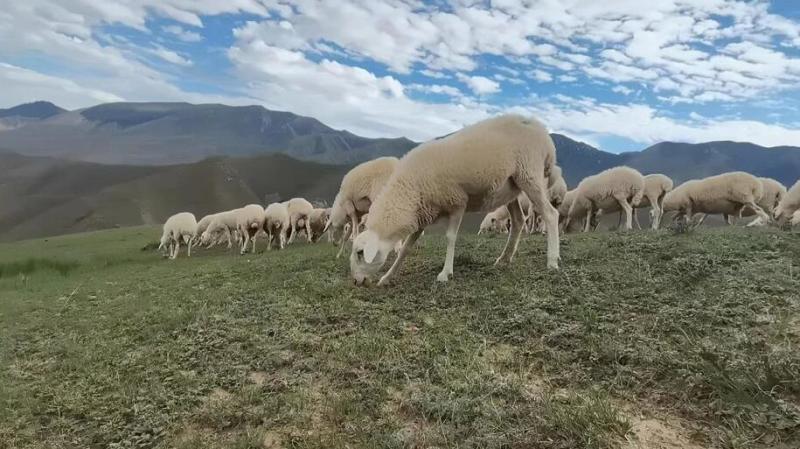 甘肃优质山羊出售可养殖可肉用品质保证产地直发