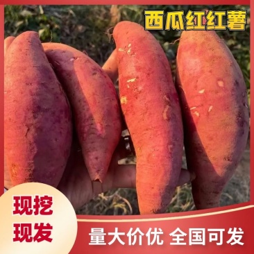 湖北襄阳【红薯】西瓜红精品色泽诱人对接市场电商欢迎电联