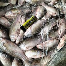 天然河鱼鲫鱼渔场大量供货有需要的老板