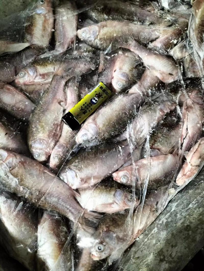 天然河鱼鲫鱼渔场大量供货有需要的老板电话联系