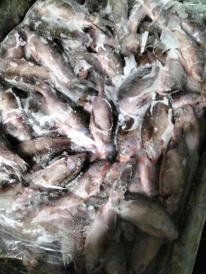 天然河鱼鲫鱼渔场大量供货有需要的老板电话联系