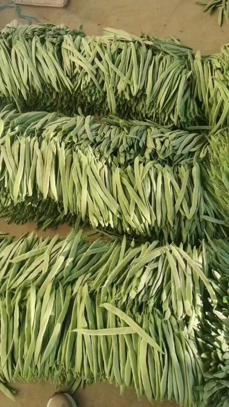 山东精品扁豆货源充足可视频看货代收代发保质保量